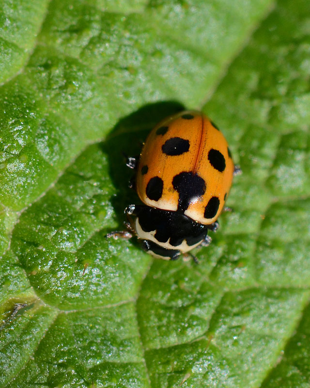 Coccinellidae Coccinella undecimpunctata  ?